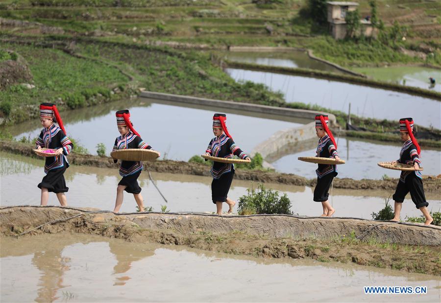 #CHINA-YUNNAN-YUANYANG-FARMING CULTURE (CN)