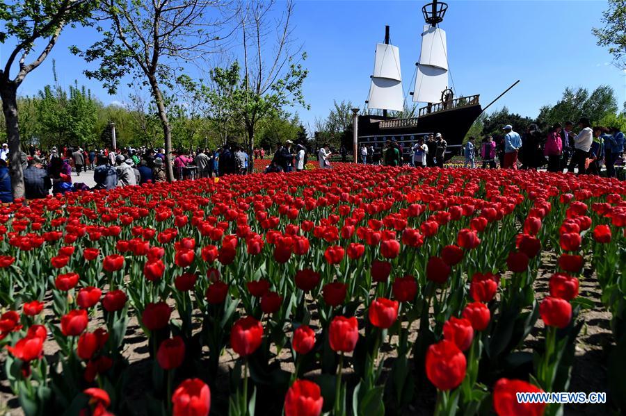 CHINA-CHANGCHUN-TULIPS(CN)