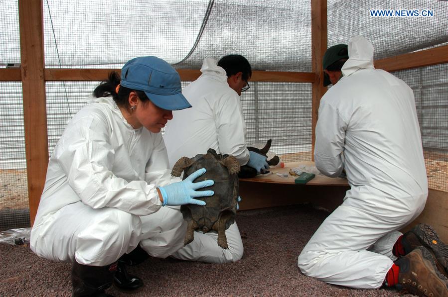 ECUADOR-BALTRA ISLAND-PERU-GIANT TORTOISES