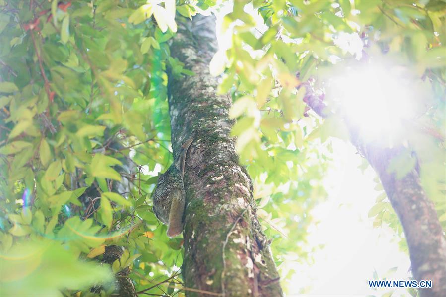 MALAYSIA-KUCHING-BAKO NATIONAL PARK