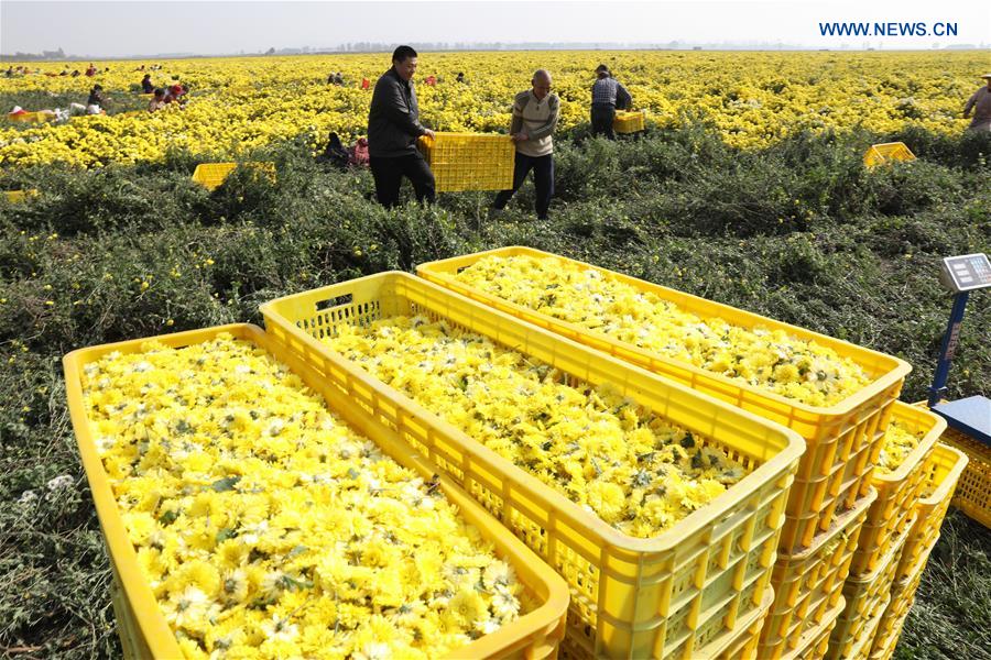 #CHINA-HENAN-CHRYSANTHEMUM-HARVEST (CN)