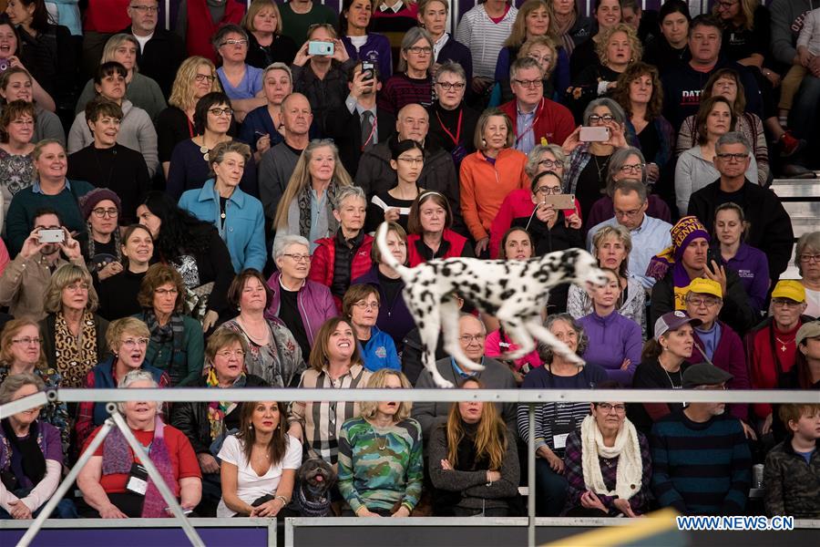 U.S.-NEW YORK-DOG-AGILITY COMPETITION