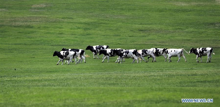 CHINA-DALIAN-PASTURELAND (CN)