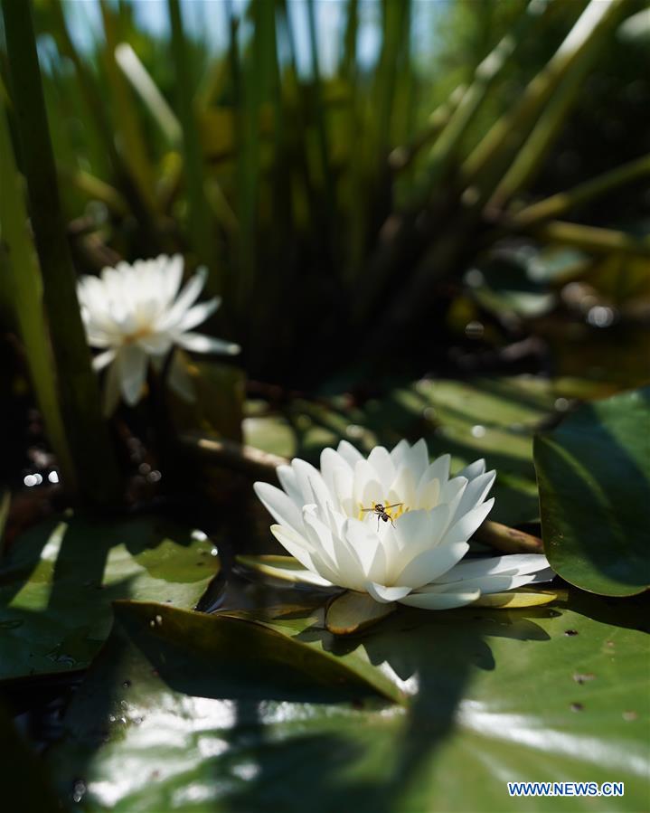 U.S.-WASHINGTON D.C.-SUMMER-GARDEN-SCENERY