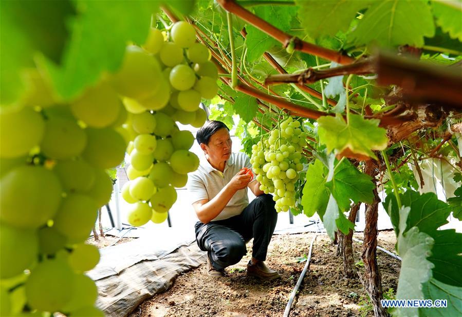 CHINA-HEBEI-NEW VARIETY-GRAPES (CN)