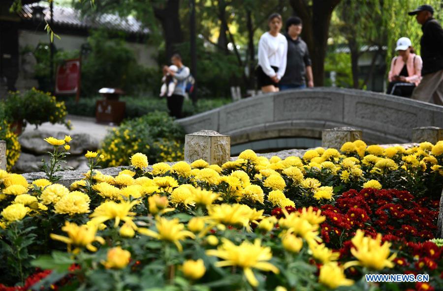 CHINA-SHANDONG-JINAN-CHRYSANTHEMUM (CN)
