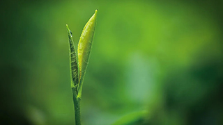 這片樹葉，改變了世界！