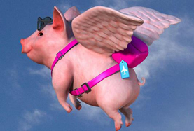 從尋風、找豬到穿秋褲