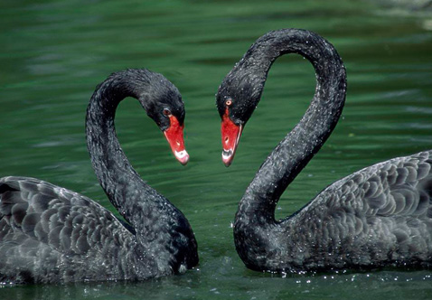 ?？低?ldquo;黑天鵝&rdquo;驚魂兩天