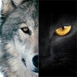 探針 | 2016：雙極，雙11