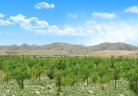 形成農(nóng)林牧、生態(tài)濕地等非主營業(yè)務(wù)