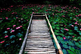 踱步花間，邂逅美麗