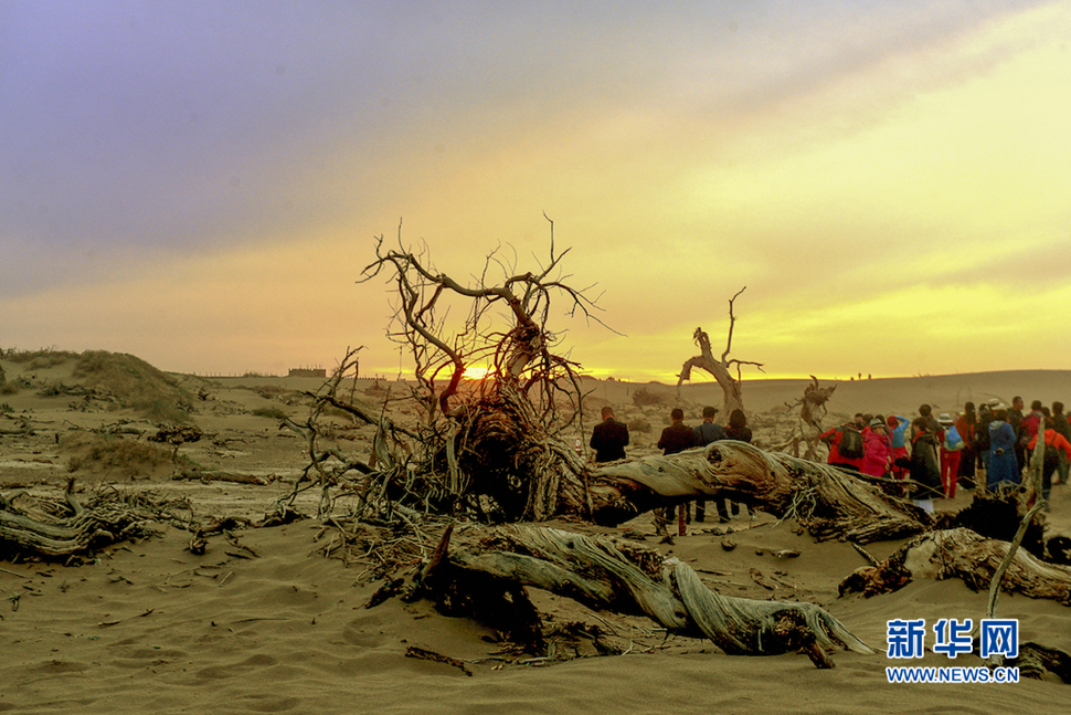 千年胡楊，不朽傳奇