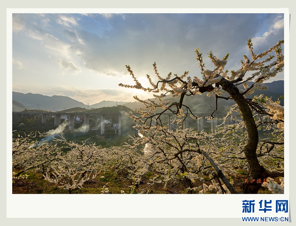 李花白，彩霞紅，春意濃