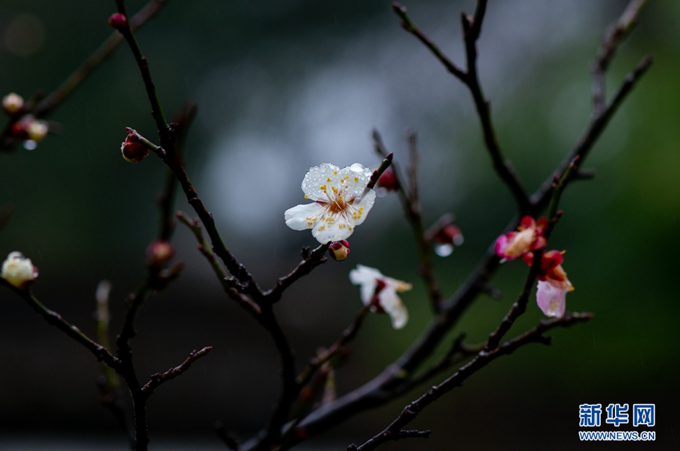 疏影橫斜，暗香浮動(dòng)