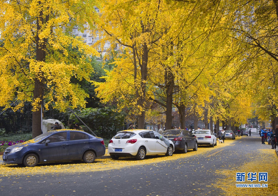 冬日暖陽，成都的銀杏已滿地