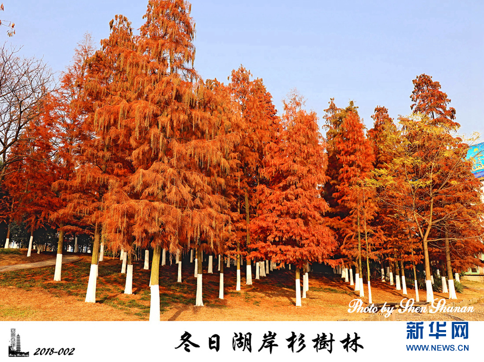 冬日湖岸杉樹(shù)林