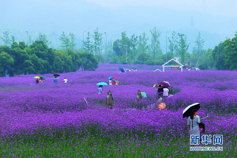 雨中游蓀湖花海，美翻了！