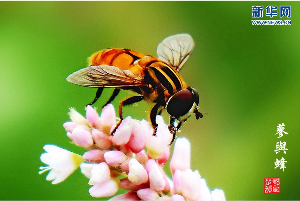 蓼與蜂、蜘蛛