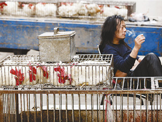 禽流感陰影下的家禽業(yè) 價(jià)格可能&ldquo;坐彈簧&rdquo;