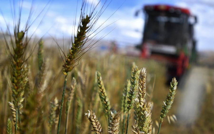 豐收的喜悅！看，各地秋收忙