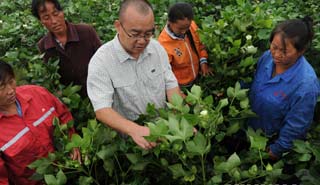 盧懷玉：當棉農(nóng)的感覺挺好！