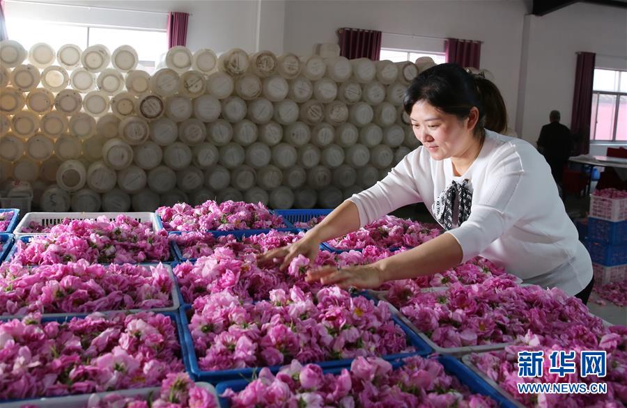 #（經(jīng)濟）（1）江蘇海安：玫瑰花鋪就農(nóng)民致富&ldquo;芬芳之路&rdquo;