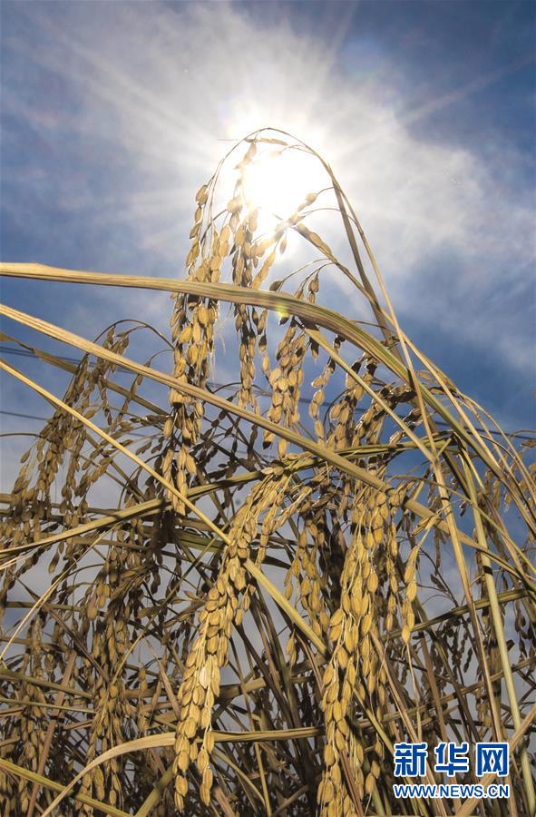 （經(jīng)濟）（11）吉林延邊：金秋十月 稻谷飄香