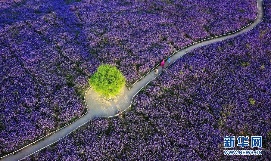 (十九大·讀報(bào)告 話(huà)民生)(7)加快生態(tài)文明體制改革,建設(shè)美麗中國(guó)