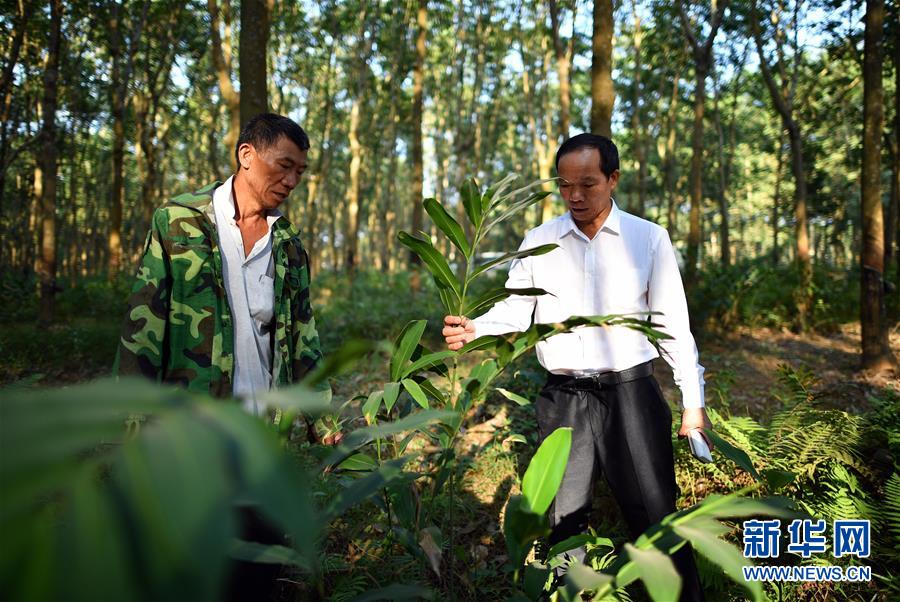 （十九大代表在基層&middot;圖文互動）（3）羊風極：帶領黎族群眾拓寬綠色小康路