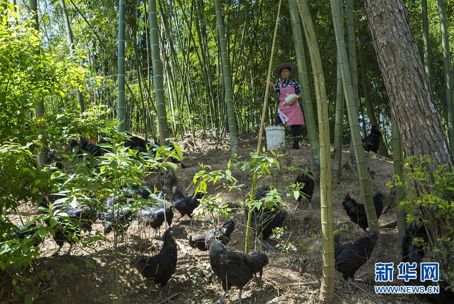 （新華全媒頭條&middot;圖文互動(dòng)）（2）赤水：別了，貧困！