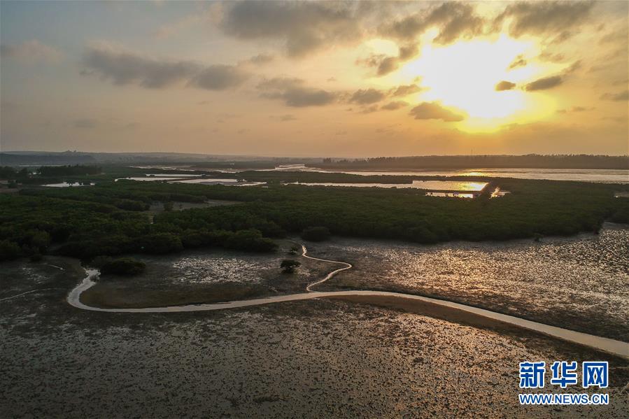 （圖文互動(dòng)）（1）十年樹木、紅樹成林&mdash;&mdash;&ldquo;海上森林&rdquo;回歸記