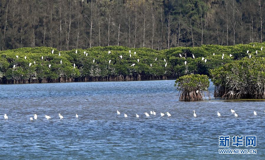 （圖文互動(dòng)）（2）十年樹(shù)木、紅樹(shù)成林&mdash;&mdash;&ldquo;海上森林&rdquo;回歸記