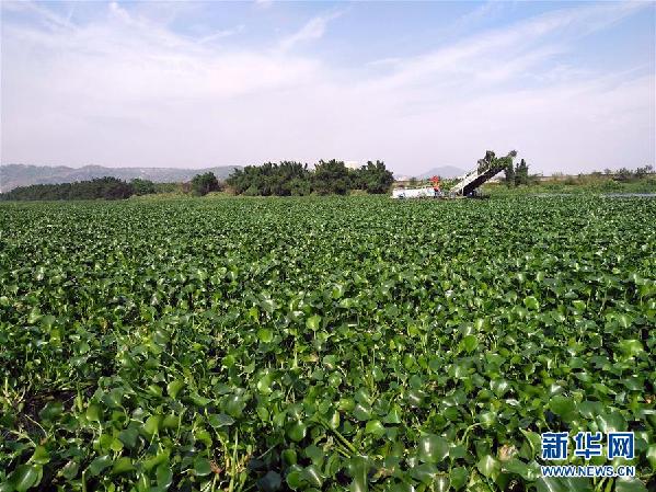 （圖文互動）（4）&ldquo;白練&rdquo;變&ldquo;黑龍&rdquo;，江河變&ldquo;草原&rdquo;－－粵東母親河為何污染20多年難治理？