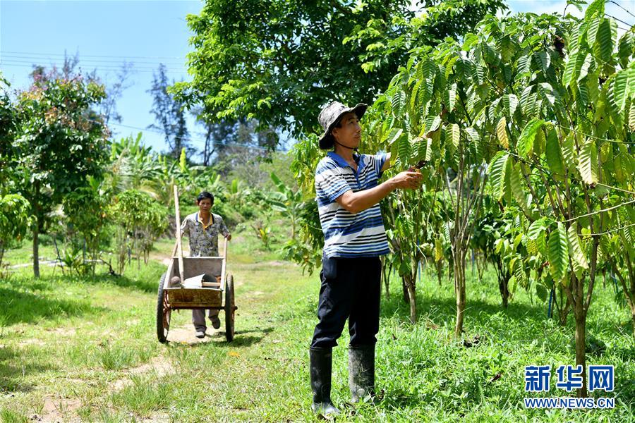 (經(jīng)濟(jì))(1)海南萬(wàn)寧:咖啡產(chǎn)業(yè)助推經(jīng)濟(jì)發(fā)展