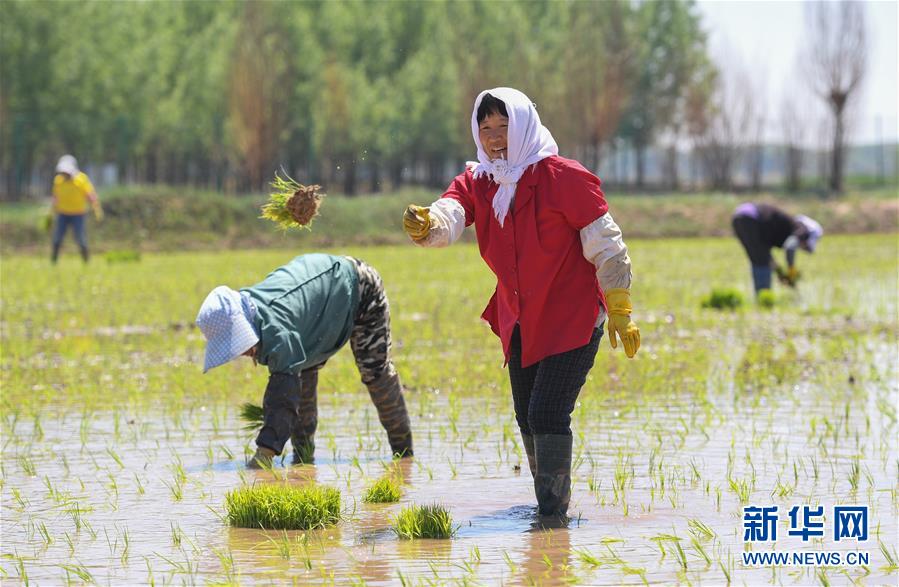 (社會)(2)昔日鹽堿地 今日插秧忙
