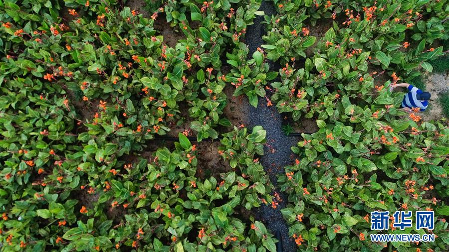 （在習(xí)近平新時(shí)代中國(guó)特色社會(huì)主義思想指引下&mdash;&mdash;新時(shí)代新作為新篇章&middot;圖文互動(dòng)）（5）稀奇！治污濕地成了休閑公園&mdash;&mdash;江蘇蘇州全域推進(jìn)農(nóng)村生活污水治理