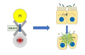 PI3P缺失導(dǎo)致上皮細(xì)胞連接破壞，最終招募中性粒細(xì)胞，發(fā)生急性炎癥
