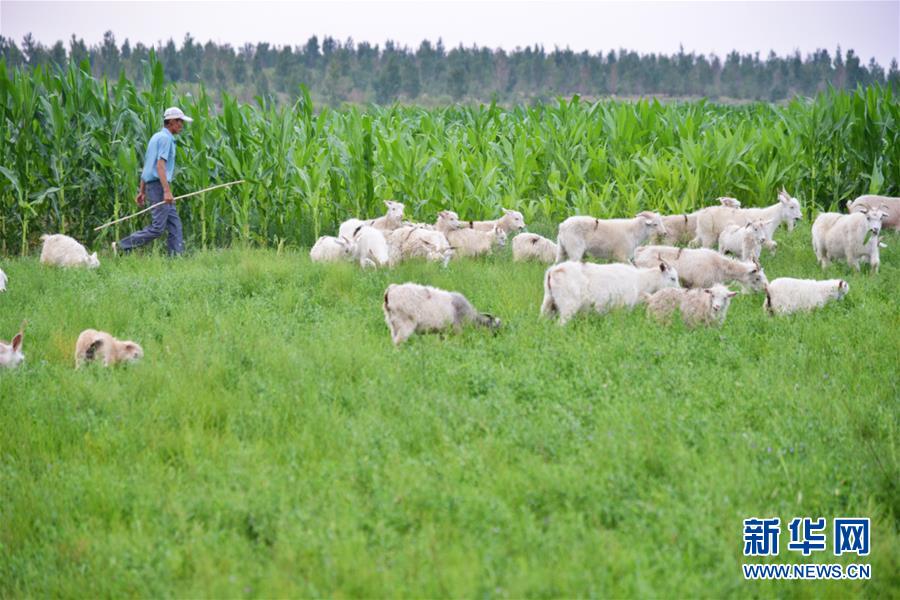 (在習(xí)近平新時(shí)代中國(guó)特色社會(huì)主義思想指引下——新時(shí)代新作為新篇章·圖文互動(dòng))(3)庫(kù)布其競(jìng)相演繹“點(diǎn)沙成金”傳奇