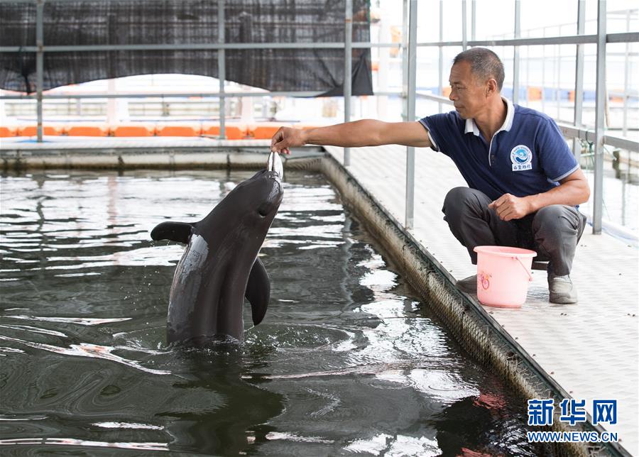 (圖文互動(dòng))(3)從消失的白鱀豚到人工繁殖江豚——三個(gè)故事見證長(zhǎng)江生態(tài)保護(hù)變遷