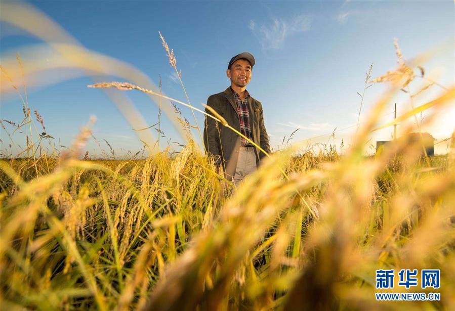 (豐收的味道)(圖文互動)(2)稻人有道——種糧大戶李學(xué)明的十余年堅守