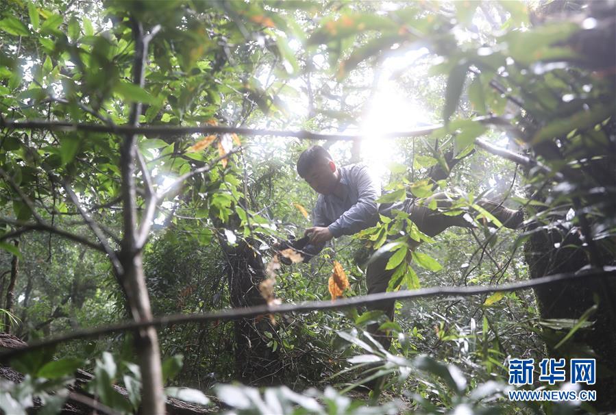 (新華全媒頭條·圖文互動(dòng))(7)歸來(lái)的雨林