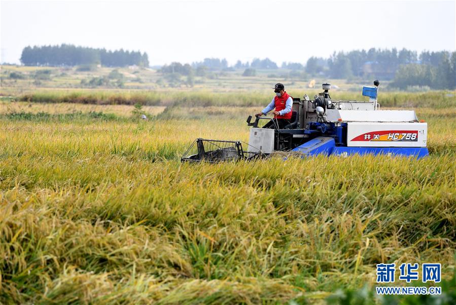 （新華全媒頭條&middot;壯闊東方潮　奮進新時代&mdash;&mdash;慶祝改革開放40年&middot;圖文互動）（9）小崗，與時代同行&mdash;&mdash;&ldquo;中國農(nóng)村改革第一村&rdquo;40年變遷的改革啟示