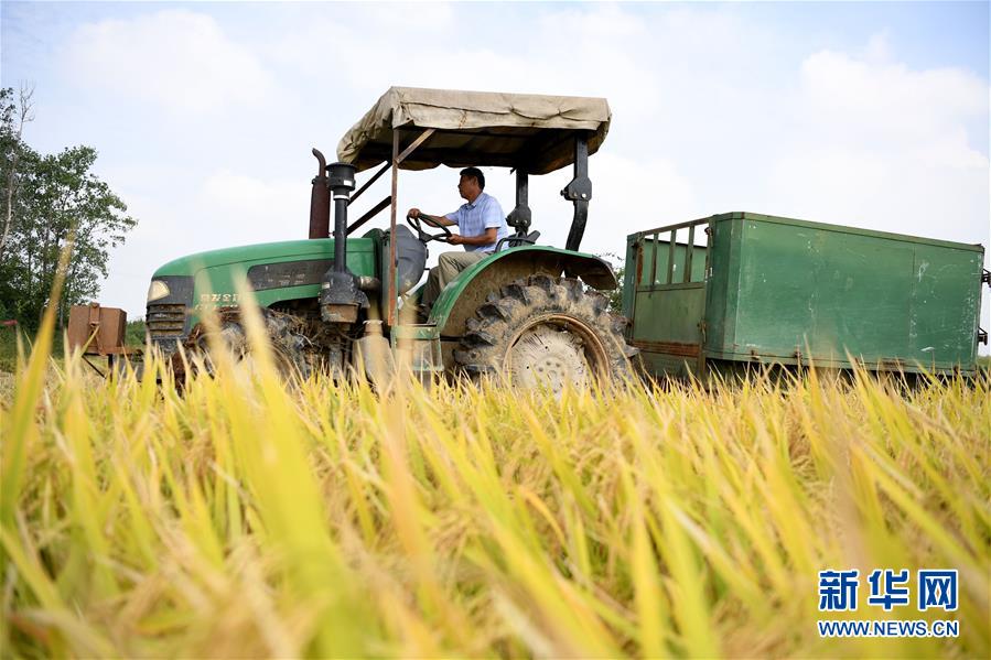 （新華全媒頭條&middot;圖文互動(dòng)）（7）希望灑在金色田野&mdash;&mdash;寫(xiě)在鄉(xiāng)村振興戰(zhàn)略實(shí)施一周年之際