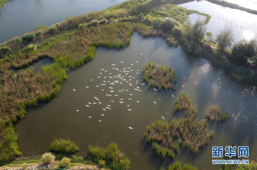 （圖文互動&middot;百城百縣百企調(diào)研行）（5）&ldquo;濕地?？?rdquo;的生態(tài)文明建設(shè)實踐