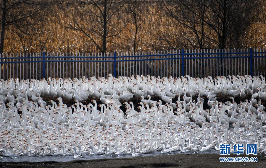 (百城百縣百企調(diào)研行·圖文互動)(6)瞧瞧這些村咋富起來的——黑龍江省牡丹江市發(fā)展特色精品農(nóng)業(yè)促農(nóng)增收