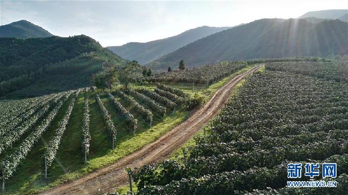 （百城百縣百企調(diào)研行&middot;圖文互動(dòng)）（7）吉林集安：邊陲&ldquo;綠色明珠&rdquo;為何如此閃亮？