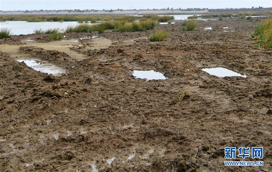 (新華視點(diǎn)·圖文互動(dòng))(2)福建10名黨員干部被問(wèn)責(zé)的背后:7部門十余次執(zhí)法未能有效制止泉州灣濕地圍墾行為