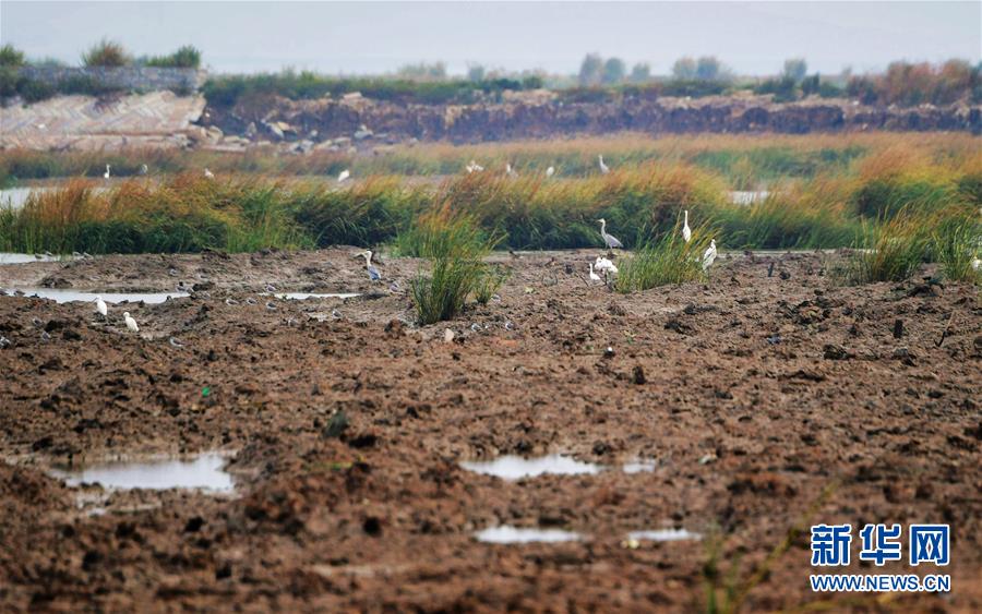 (新華視點(diǎn)·圖文互動(dòng))(3)福建10名黨員干部被問(wèn)責(zé)的背后:7部門十余次執(zhí)法未能有效制止泉州灣濕地圍墾行為