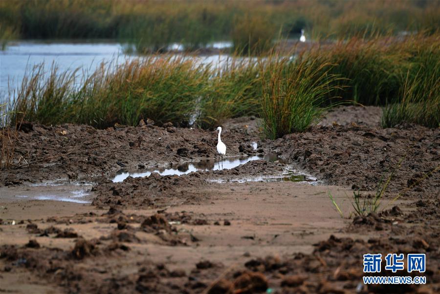 (新華視點(diǎn)·圖文互動(dòng))(4)福建10名黨員干部被問(wèn)責(zé)的背后:7部門十余次執(zhí)法未能有效制止泉州灣濕地圍墾行為